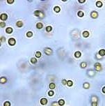 Trends On CO2 Capture WithMicroalgae: A Bibliometric Analysis.
The alarming levels of carbon dioxide (CO2) are an environmental problem that affects the economic growth of the world.#sustainable #CO2 #microalgae
algistor.com/blog/