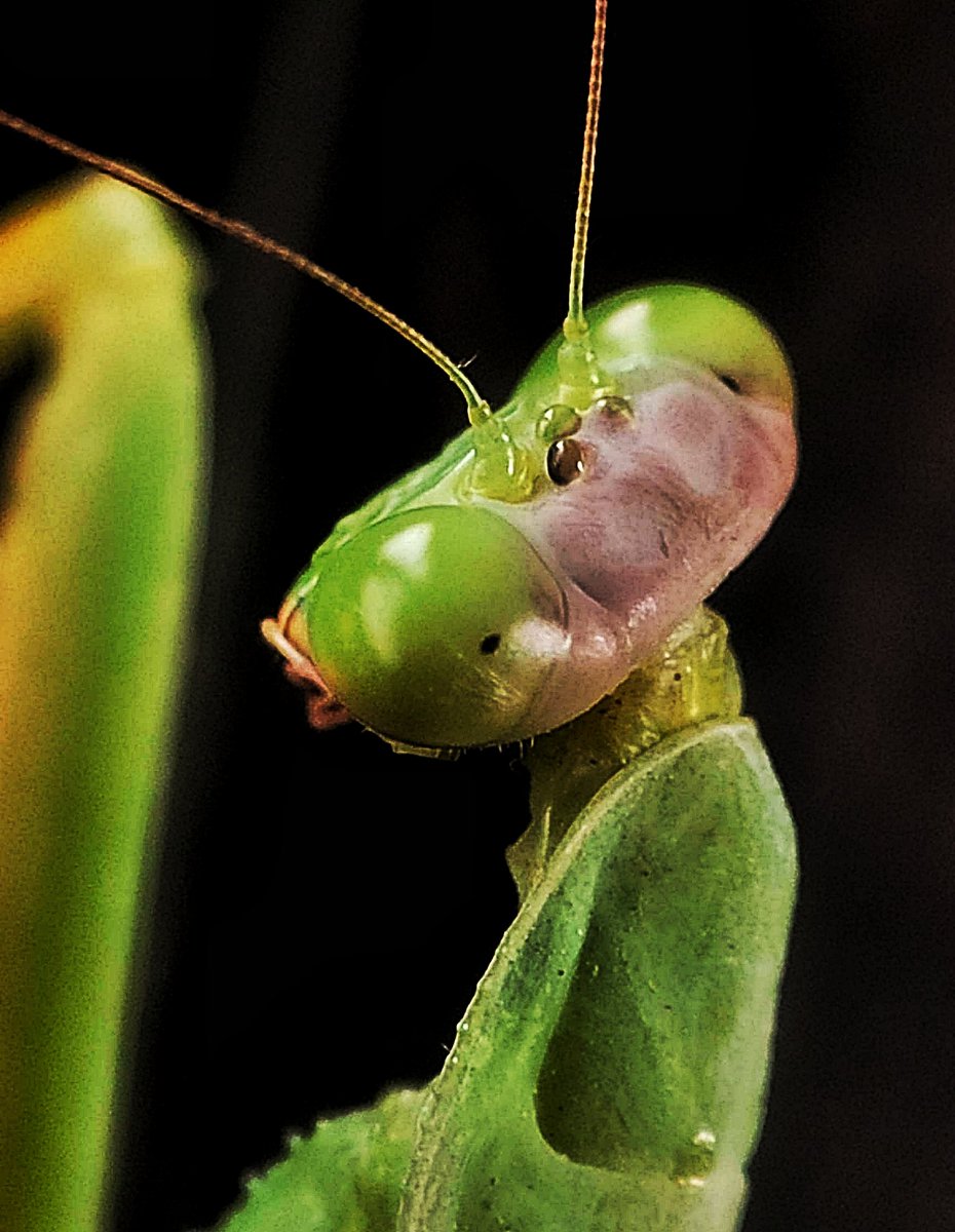 Nothing here just the eyes of the Mantis 😀

For #MacroMonday

Share your macro world with us. 

#MacroHour #IndiAves #ThePhotoHour #mobilephotography #PhotoOfTheDay #BBCWildlifePOTD #Viral #natgeowild #natgeoindia #NaturePhotography x.com/i/spaces/1myxn…
