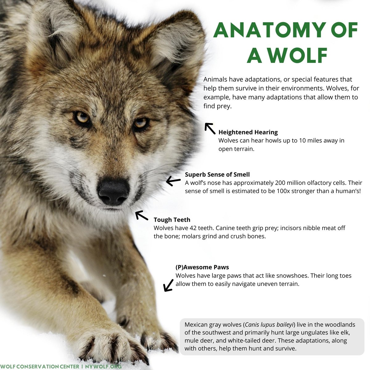 Wolf Conservation Center 🐺 tweet media