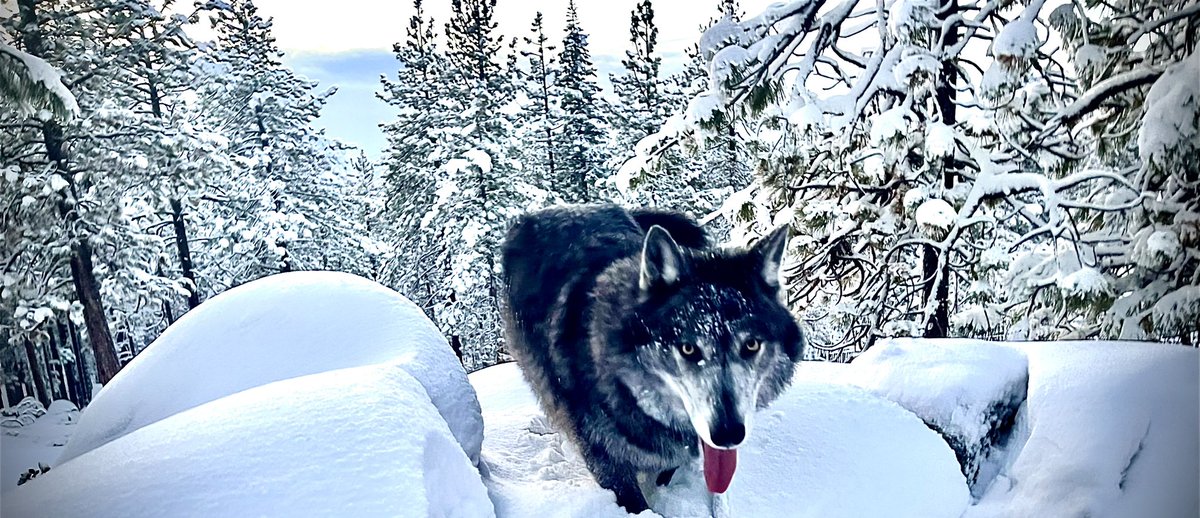 OlivrTheWolfGuy's tweet image. A few wolf photos from tonight&apos;s patrol with Iqniq. 

#WolvesOfTwitter