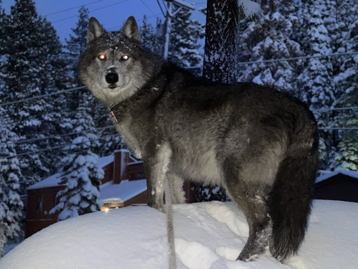 OlivrTheWolfGuy's tweet image. A few wolf photos from tonight&apos;s patrol with Iqniq. 

#WolvesOfTwitter