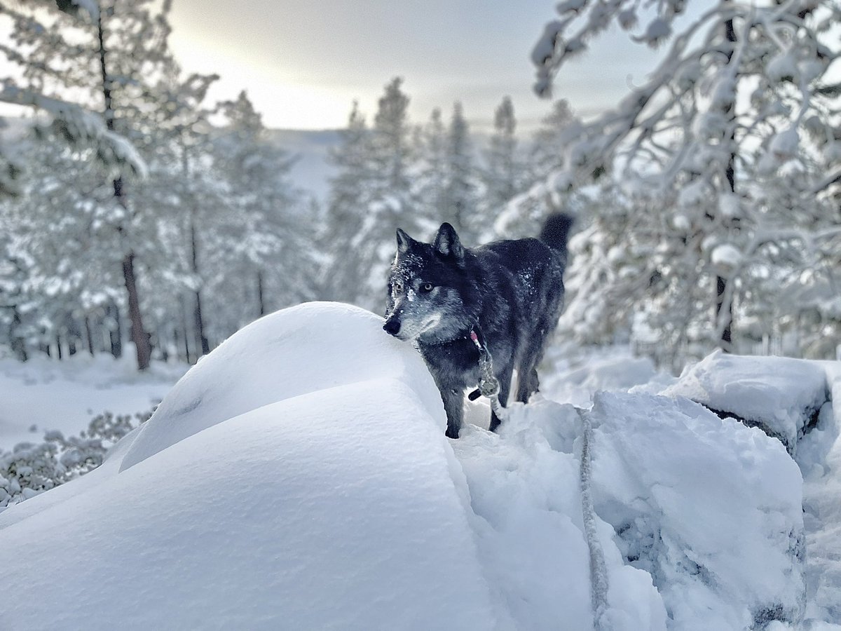 OlivrTheWolfGuy's tweet image. A few wolf photos from tonight&apos;s patrol with Iqniq. 

#WolvesOfTwitter