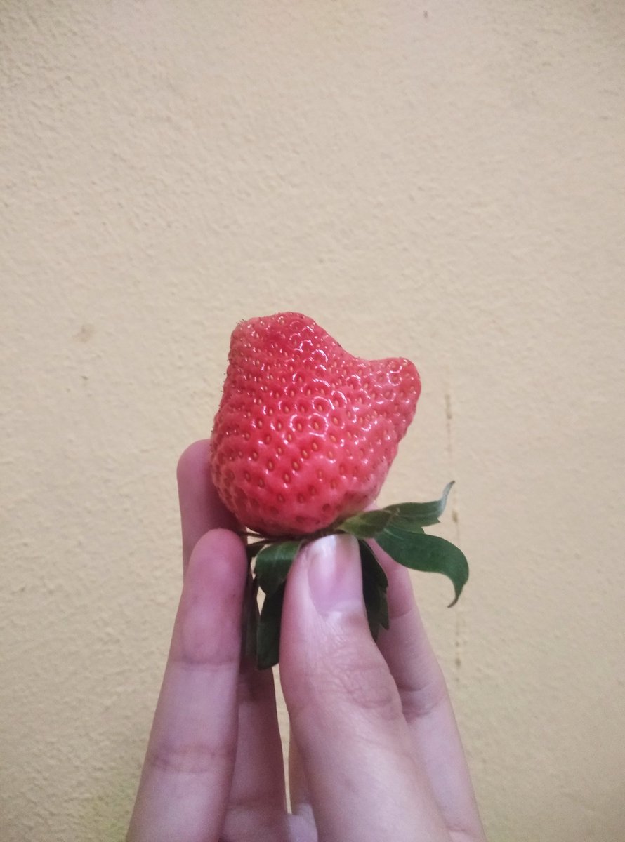 ofc_manusia's tweet photo. Ahgase bong strawberry 😭 https://t.co/u0GVv0HeE9