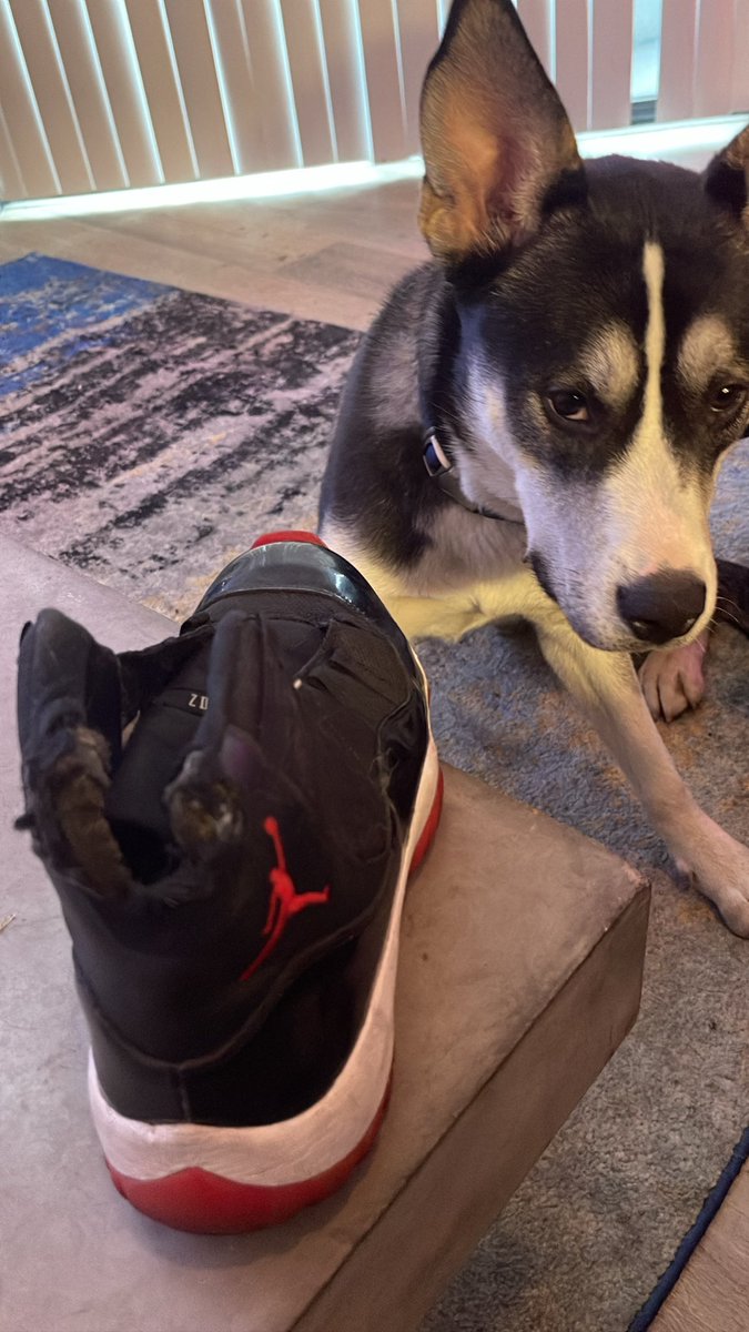 Jeffrey_Rashad's tweet photo. Vega chewed up my Jordan bred 11’s. But I don’t blame him. I blame @roverdotcom for not having consequences for owners who abandon their pets, putting the burden on someone else to put the dog down or find it a home. Here’s also more of Vega’s owner asking me to shelter her dog https://t.co/R96RU8KlDX