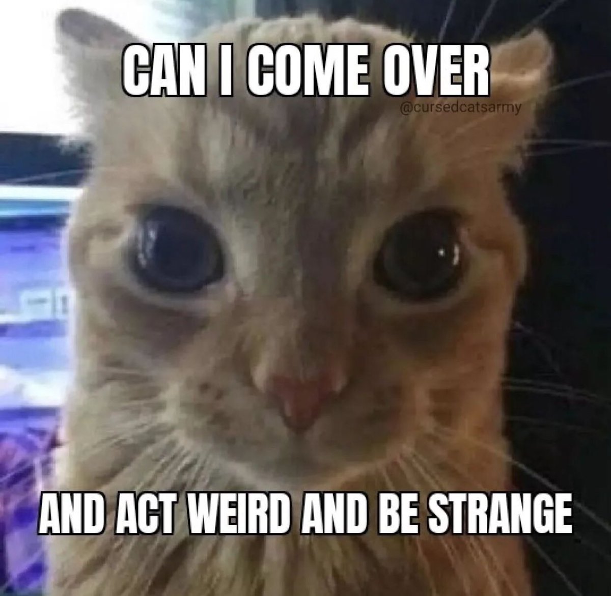 literallymecats's tweet photo. https://t.co/QgN2VNWEgw