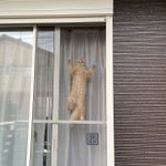 気になって見ちゃうのニャ!網戸から感じる、強すぎる視線。
