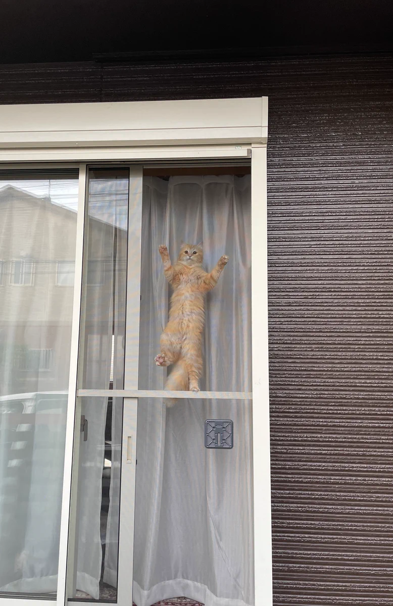 気になって見ちゃうのニャ！網戸から感じる、強すぎる視線。