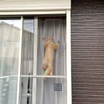 気になって見ちゃうのニャ!網戸から感じる、強すぎる視線。