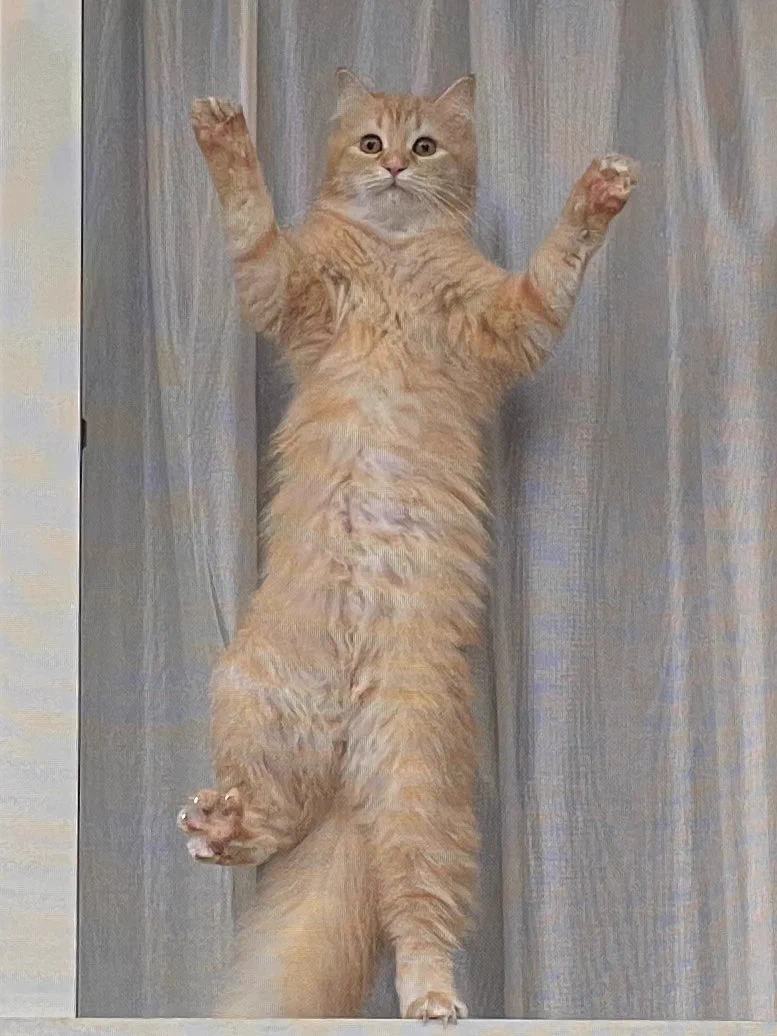 気になって見ちゃうのニャ！網戸から感じる、強すぎる視線。