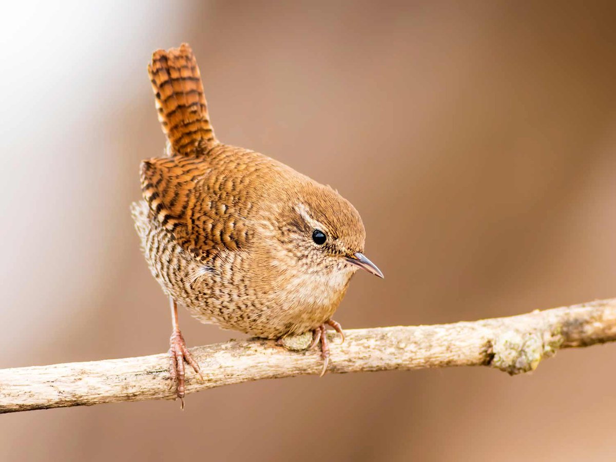 birdfunfacts's tweet photo. Wren. Small in size, the Wren is a slim brown bird that is roundish in shape with a fine tail, which can be vertical. Surprisingly the wren has a loud voice for its size. The Wren is the UK’s most common breeding bird.
#BirdsofEngland https://t.co/dDaUD4Li70