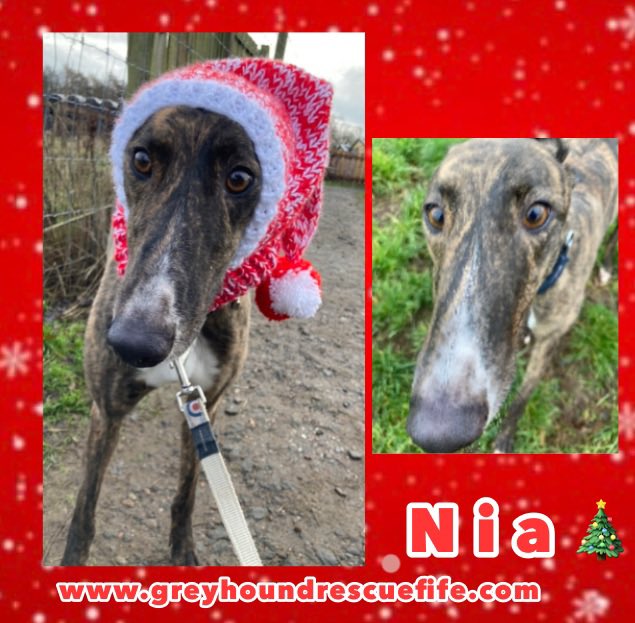 Merry Nia (2) is 
a med sized ,confident girl with lovely eyes. Her shiny brindle coat is stunning. Kennelled with Tony (🌨)she is friendly/sociable with fellow hounds. She loves #walkies attention & gr8 on a lead. Call Celia 07826 244765 for info #AdoptDontShop #RescueGreyhound