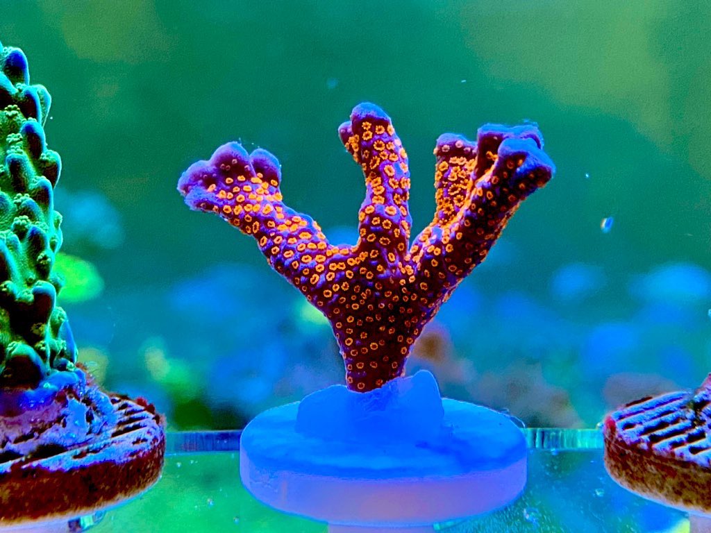 アンコリ 𝓐𝓷𝓬𝓸𝓵𝓲𝓮 Ancolie Coral Twitter