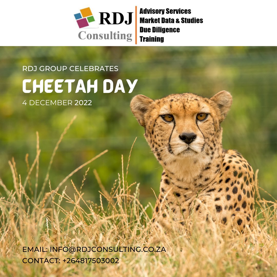 Did you know that there are less than 7,500 cheetahs left in the wild, making the cheetah Africa’s most endangered big cat? 

The 4th of December is International Cheetah Day, and is dedicated to honouring the fastest land animal and raising awareness of its threat of extinction. https://t.co/9CgpvGvOL6