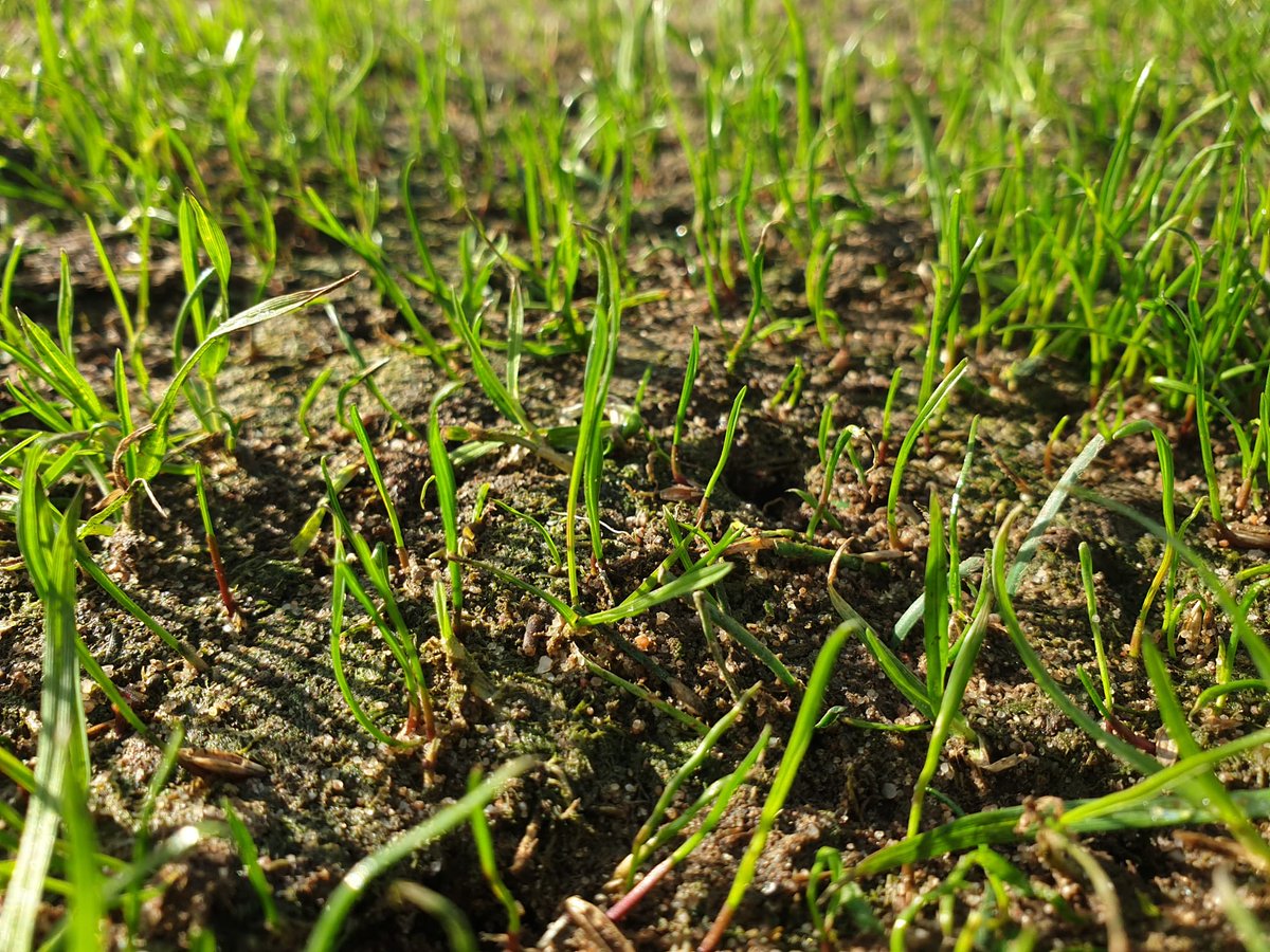 MM_Seed's tweet photo. Soil temperatures dropping now so for repairs and mini renovations MM Tetrasport can provide quicker germination and establishment plus its Headstart treated #tetrapower #MM https://t.co/mzj5Bw7pqq