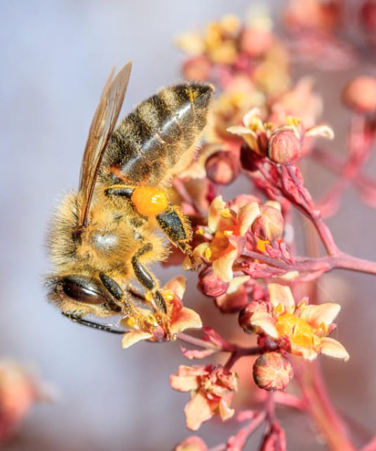 #Bees are essential for the health of people & the planet. Bees & all pollinators fertilize 80% of all the vegetal living. They contribute to complex, interconnected #ecosystems that allow a diverse number of different species to co-exist. #savethebees @BeeAsMarine @beemouv
