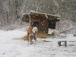 It’s going to get really cold.If you have dogs/cats outside don’t use blankets.Straw is best or they are even better just on some kingspan as their own heat will be created.Or pls bring in.Pls report any tethered horses &amp; if you see frozen water buckets out walking:Break Ice.💕
