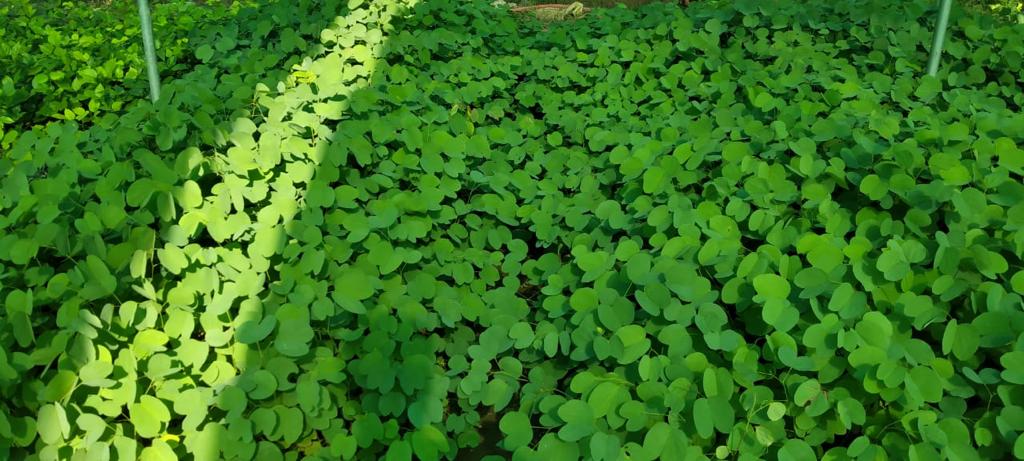 SPE_ETH's tweet photo. The #crypto winter doesn’t stop the trees growing in the $SPE nursery in Pakistan 🇵🇰 

These beautiful saplings are flourishing. Each tree will be monitored for life, generating #CarbonCredits accredited through the NEW Planetary Carbon Standard 🌍

#BSC #blockchain https://t.co/EBnKmzjzxV