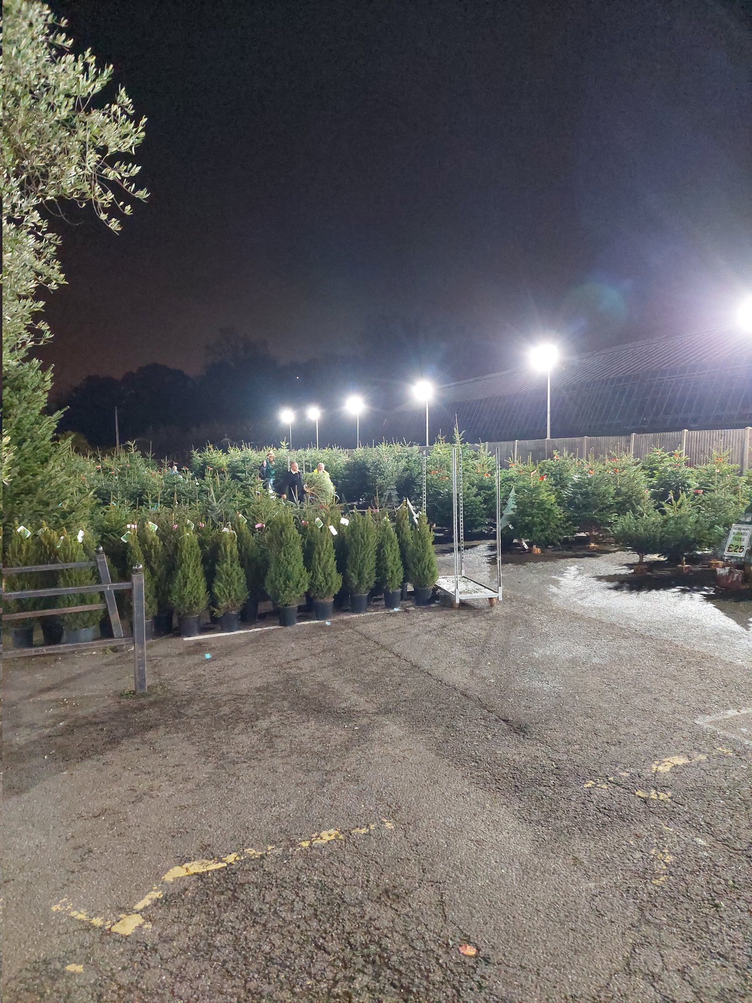 The Gardening Club on Twitter "Our Christmas Tree's are now available