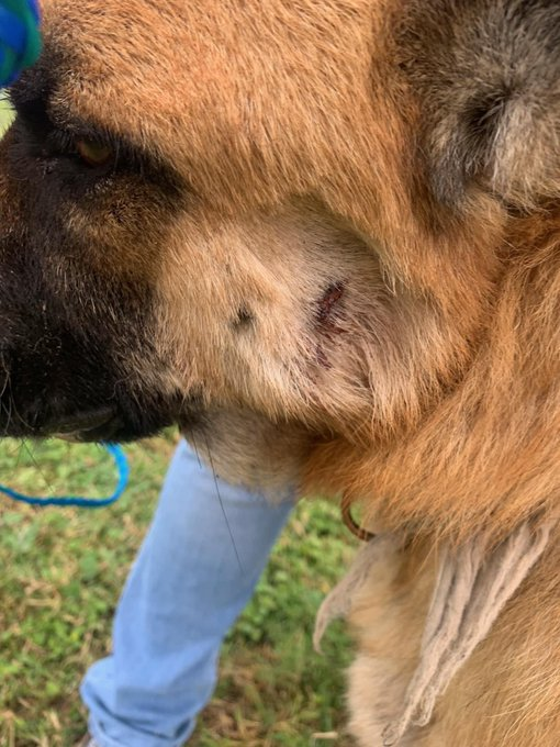 psychicwhisper3's tweet photo. 🆘☯️YING⏰#A350727 #CorpusChristiTX
💜Gorgeous GSD 7 Yrs Old Only 1 Day Left😩
Belonged To Someone At Some Point I'm Sure
🩻Ultra Thin With Dermatitis & Alopecia With
Wound On Left Cheek😢Needs #MedResQ
⏰Running Out For Ying 12/6 Needs To Be Out
Of This🥶Prison🙏INFO⬇️ https://t.co/veSOzNVoNq