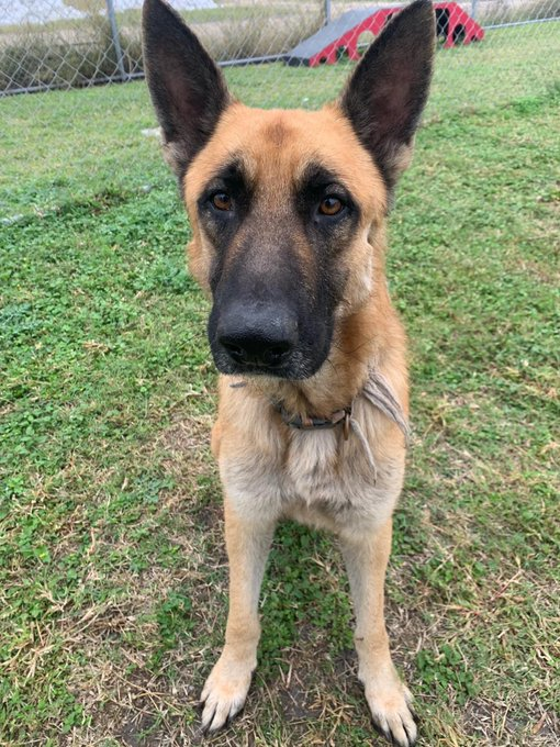 psychicwhisper3's tweet photo. 🆘☯️YING⏰#A350727 #CorpusChristiTX
💜Gorgeous GSD 7 Yrs Old Only 1 Day Left😩
Belonged To Someone At Some Point I'm Sure
🩻Ultra Thin With Dermatitis & Alopecia With
Wound On Left Cheek😢Needs #MedResQ
⏰Running Out For Ying 12/6 Needs To Be Out
Of This🥶Prison🙏INFO⬇️ https://t.co/veSOzNVoNq