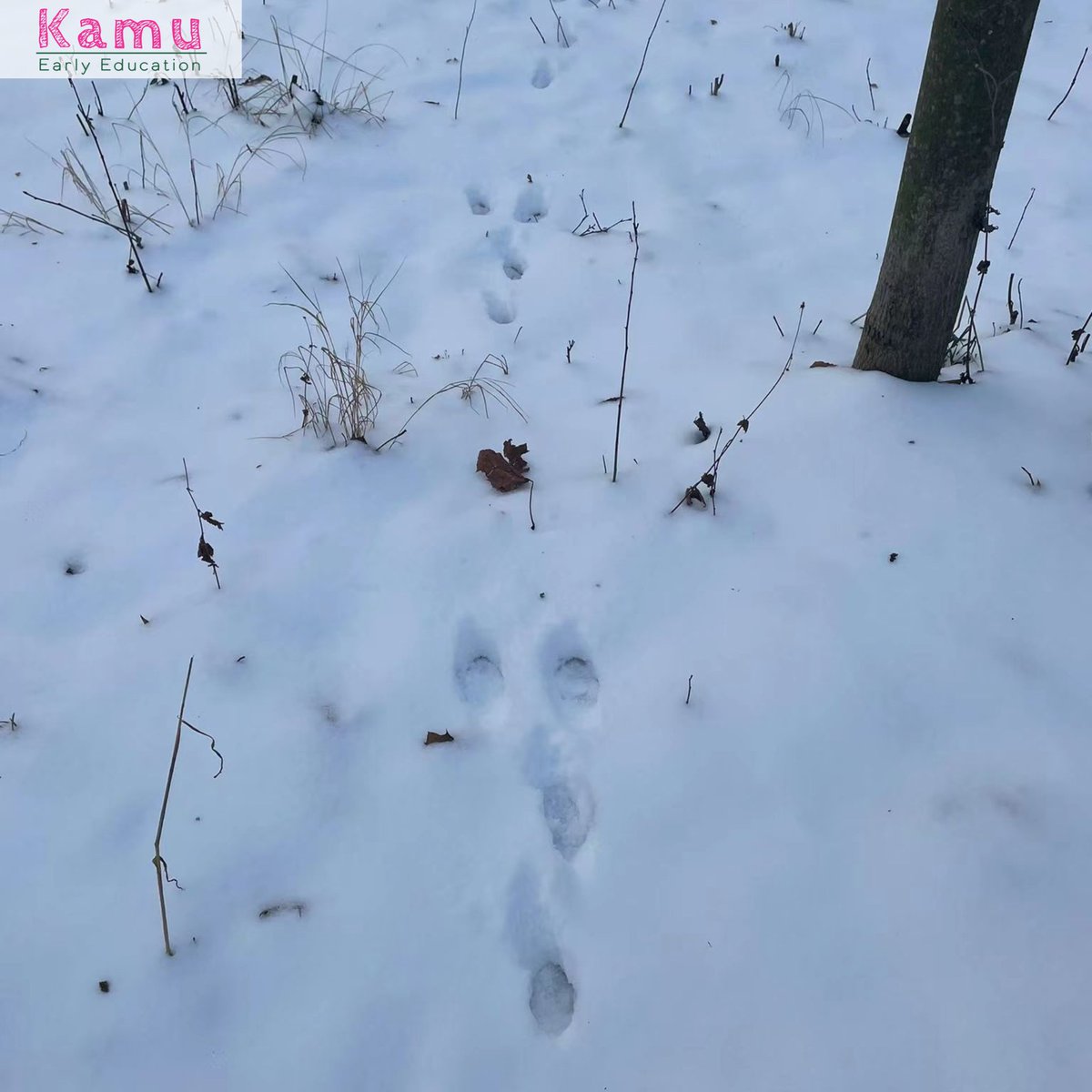 KamuEducation's tweet photo. The snow provided us a perfect opportunity to look for animal tracks in the snow. 🔎 In addition to human and dog tracks we managed to find hare tracks during our forest trip. #outdoor #play #forest #Kindergarten https://t.co/2NEV2qWuFn