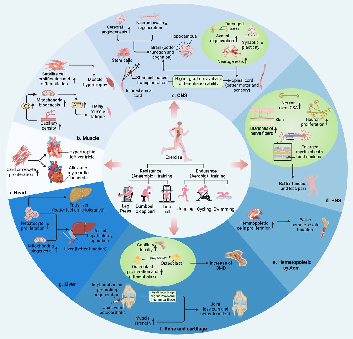 This review investigates the benefits of exercise on tissue regeneration in diverse organs, mainly focusing on musculoskeletal system, cardiovascular system, and nervous system, while discussing the underlying molecular mechanisms and emerging therapeutic exercise mimetics.