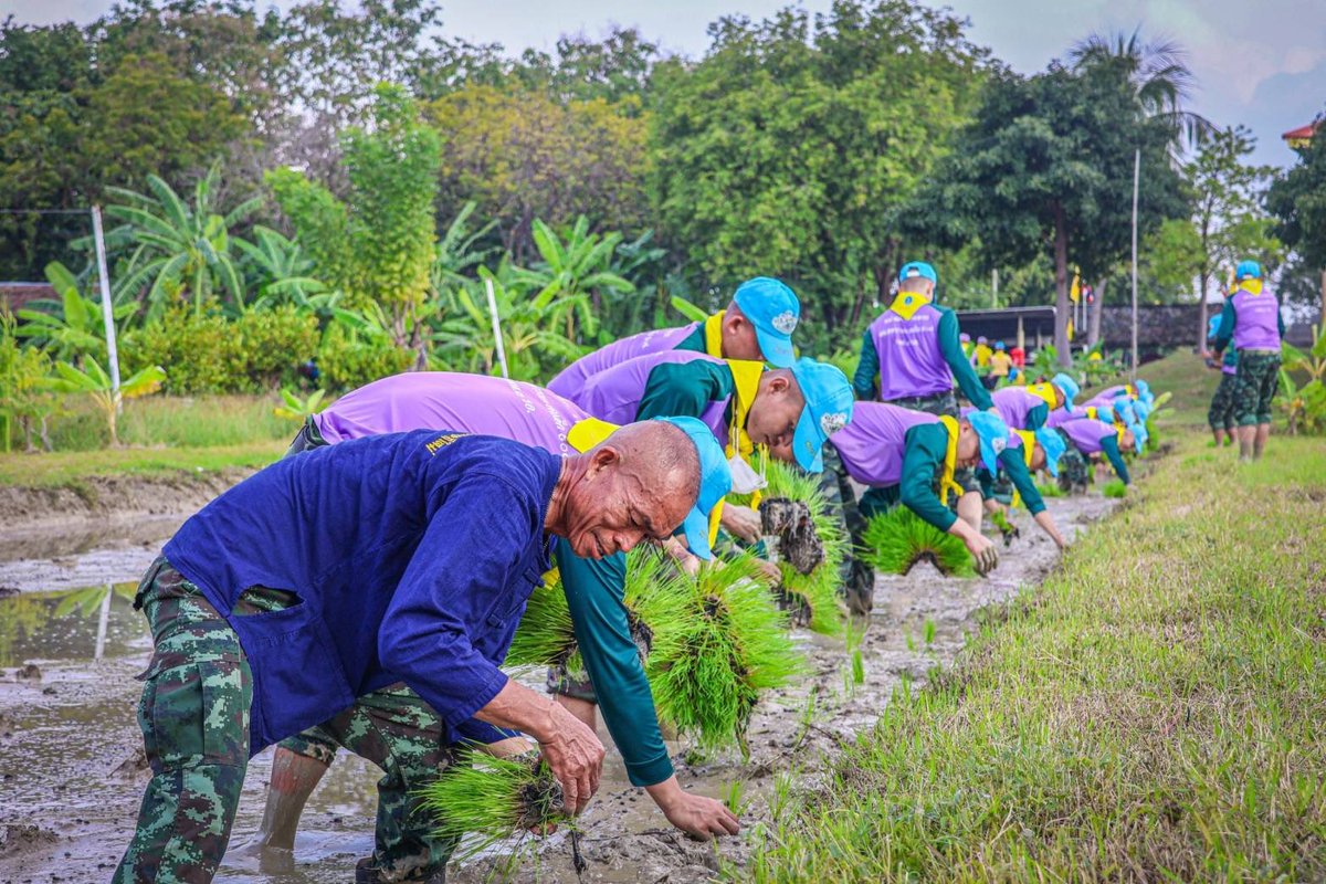 why_thahan's tweet photo. "ดำนาเฉลิมพระเกียรติ"

5 ธ.ค. 65 รพศ.3 รอ. นำกำลังพลจิตอาสา #ดำนาเฉลิมพระเกียรติ เนื่องในวันคล้ายวันพระบรมราชสมภพ พระบาทสมเด็จพระบรมชนกาธิเบศร มหาภูมิพลอดุลยเดชมหาราช บรมนาถบพิตร ณ ศูนย์การเรียนรู้เศรษฐกิจพอเพียง และเกษตรทฤษฎีใหม่ รพศ.3 รอ.
 
#วันพ่อแห่งชาติ 
#ทหารมีไว้ทำไม https://t.co/wl0pOnePio