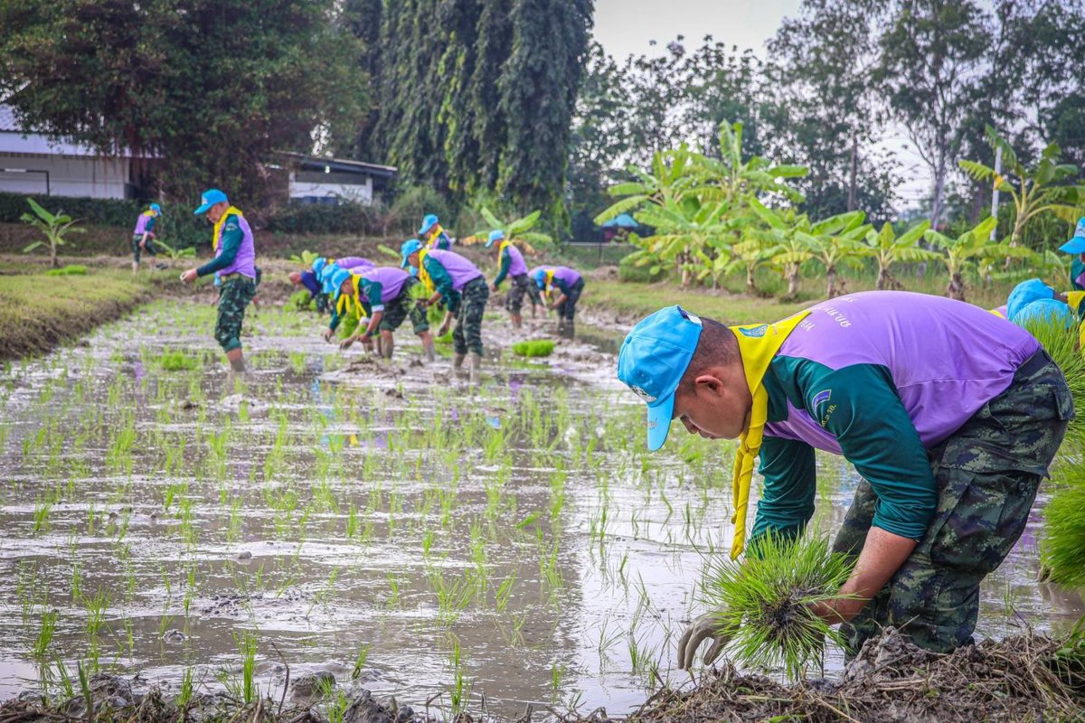 why_thahan's tweet photo. "ดำนาเฉลิมพระเกียรติ"

5 ธ.ค. 65 รพศ.3 รอ. นำกำลังพลจิตอาสา #ดำนาเฉลิมพระเกียรติ เนื่องในวันคล้ายวันพระบรมราชสมภพ พระบาทสมเด็จพระบรมชนกาธิเบศร มหาภูมิพลอดุลยเดชมหาราช บรมนาถบพิตร ณ ศูนย์การเรียนรู้เศรษฐกิจพอเพียง และเกษตรทฤษฎีใหม่ รพศ.3 รอ.
 
#วันพ่อแห่งชาติ 
#ทหารมีไว้ทำไม https://t.co/wl0pOnePio