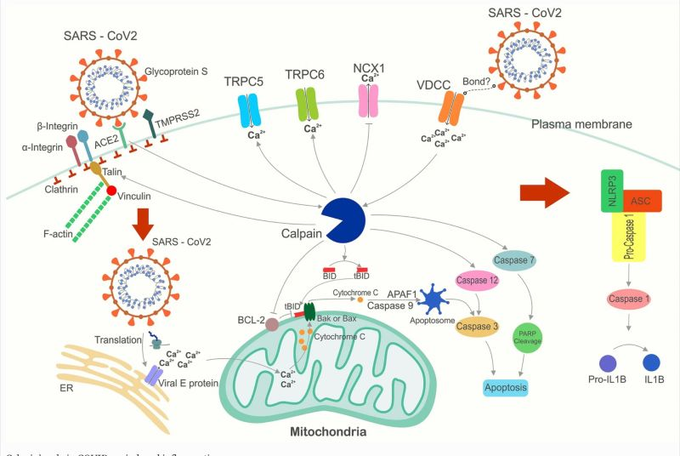 WorldIomc's tweet photo. 📢#RESEARCH
The key role of #Calpain in #COVID19 as a therapeutic strategy, by Mohammad Hossein Rezadoost et al.

#Pharmacology #Mechanism #gene #MedicalJournal #Publication #AMDHS #Daniela #Gh2022 https://t.co/p0a4QWkmUJ