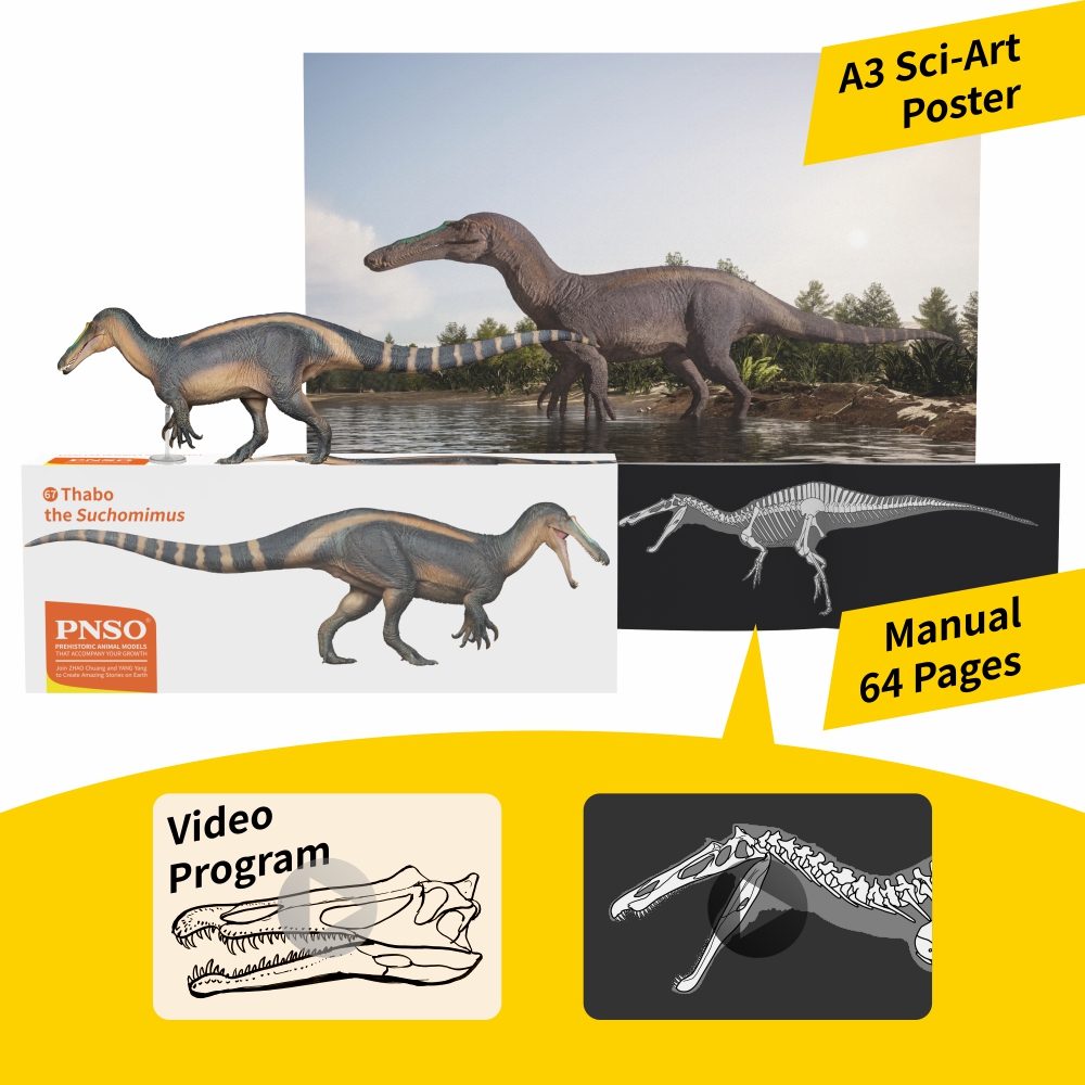 pnso_official's tweet photo. Ta-da, let’s welcome Thabo the Suchomimus, a common spinosaurid dinosaur that few people pay attention to. The online sale of this model from the PNSO Prehistoric Animal Models series will be available from PNSO official stores soon.
#pnso #dinosaur #Suchomimus https://t.co/DWbP9GbP1j