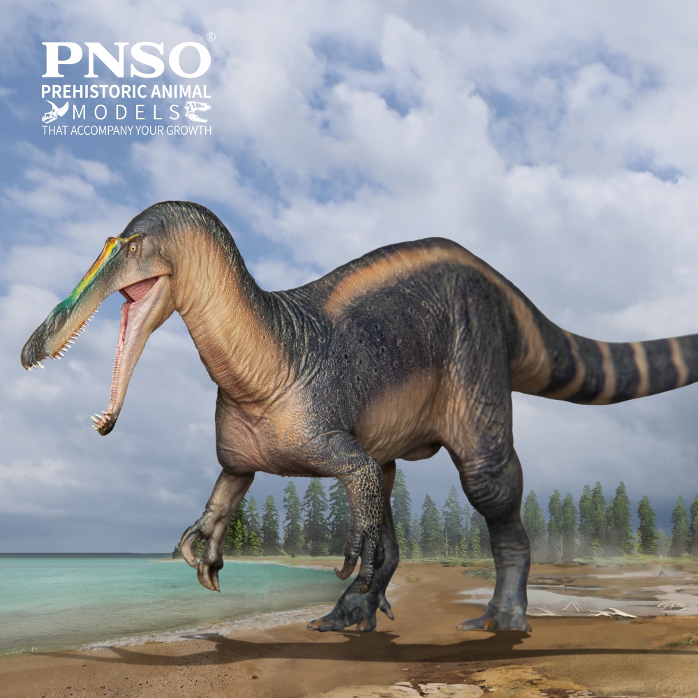 pnso_official's tweet photo. Ta-da, let’s welcome Thabo the Suchomimus, a common spinosaurid dinosaur that few people pay attention to. The online sale of this model from the PNSO Prehistoric Animal Models series will be available from PNSO official stores soon.
#pnso #dinosaur #Suchomimus https://t.co/DWbP9GbP1j