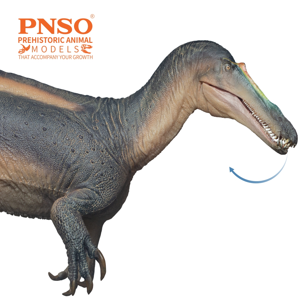 pnso_official's tweet photo. Ta-da, let’s welcome Thabo the Suchomimus, a common spinosaurid dinosaur that few people pay attention to. The online sale of this model from the PNSO Prehistoric Animal Models series will be available from PNSO official stores soon.
#pnso #dinosaur #Suchomimus https://t.co/DWbP9GbP1j