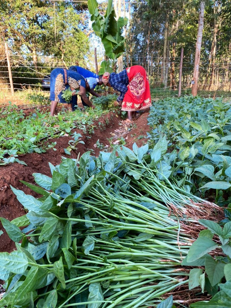 Farmercist 🇺🇸 🇰🇪 on Twitter "The demand for traditional African