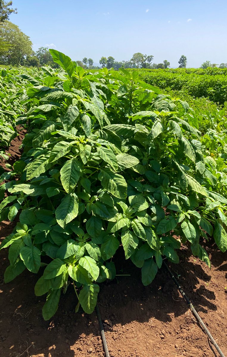 Farmercist's tweet "The demand for traditional African vegetables