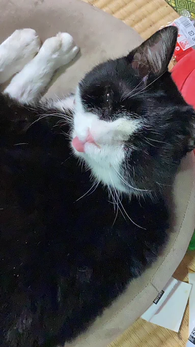今日はうちの猫の1周忌でした 