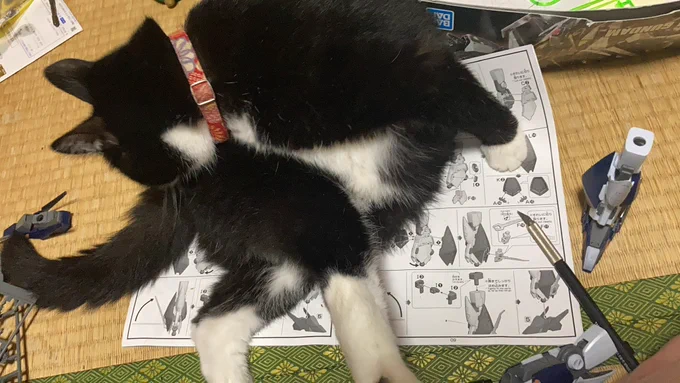 今日はうちの猫の1周忌でした 