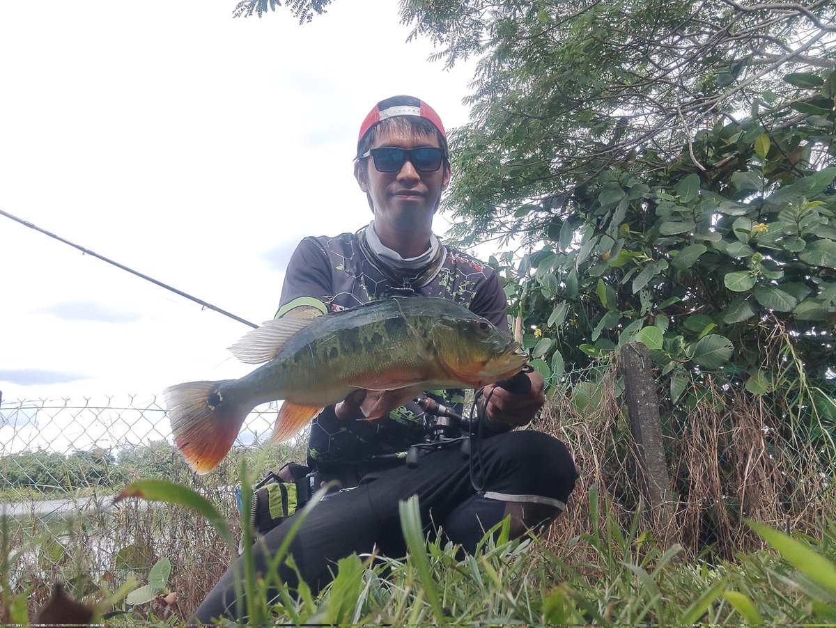 PakAlFishing's tweet photo. Rod ⏩ KUYING TETON 3-8LB
Reel ⏩ ATC combat CF bfs 
Mainline ⏩ Asuka Bravo 15lb
Ldr ⏩ Vanquish ghost 15lb
Lure ⏩ Shimano PANZAR sinking 
Clip ⏩mustad fastach 
Subspecies ⏩ peacock bass 
#peacockbass #fishing #lightsetup #shimanopanzar https://t.co/4z1upvGEpe