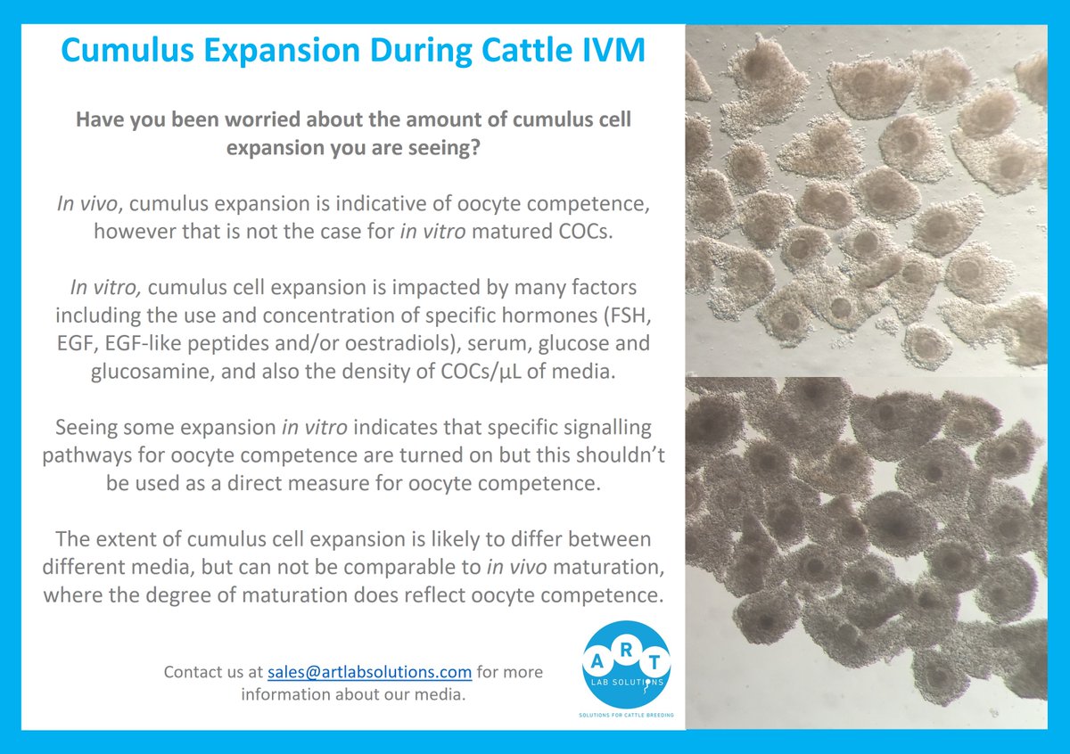 Do you worry about how much cumulus cell expansion occurs during cattle IVM? There is often no need to worry!
#bovineivf #cattlereproduction #embryology #animalbiotechnology #animalscience #cattle #cattlebreeding #reproduction #ivf #fiv #iets #embryo #embryotransfer #et