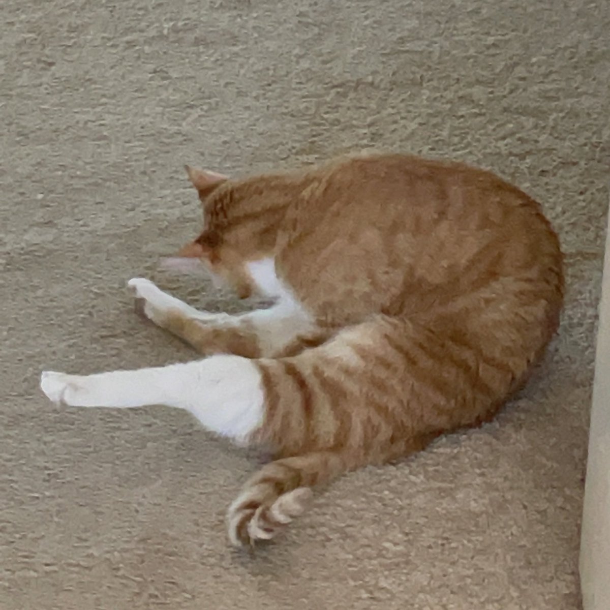 TPurrito's tweet photo. @literallymecats @CATBRAINCELL Idk how her leg is bent like that https://t.co/fbAgiGa2wI