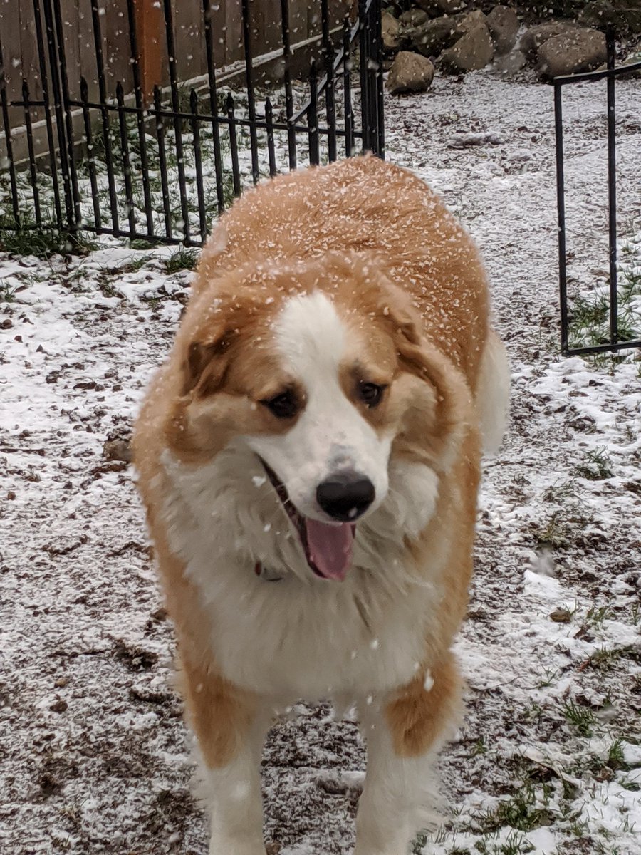 Leeloo has fun in the snow again today. She has been in her element 😁 ❤️ #dogs #DogsofTwittter #giantbreed #greatbernese #lovemygirl