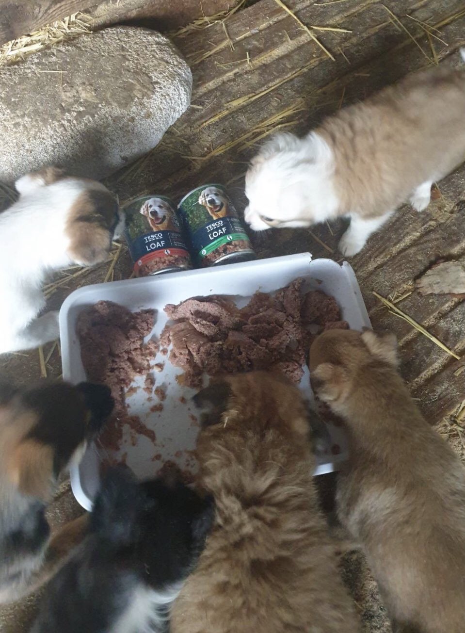 Frontline for cats hot sale tesco
