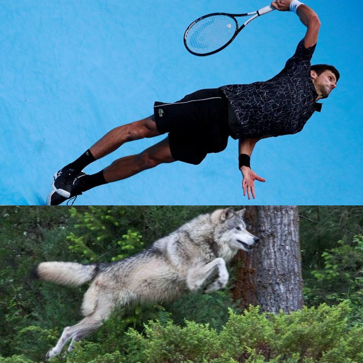 freda_toit's tweet photo. #Wolf #Energy #WolfVibes #Jump #Novak #ServeHard #Unreturnable #Ace #Game #Set #Match #Six
#Love #WIN πͺπ»π #GOATπ΅ #NoleFam @DjokerNole @GmaElaine6 @Syl2802 @Alice10204652 @bagshaw_pauline @Noleslam
@alliswe75081657 @LeticaDragica π https://t.co/wn3yT4zG3q