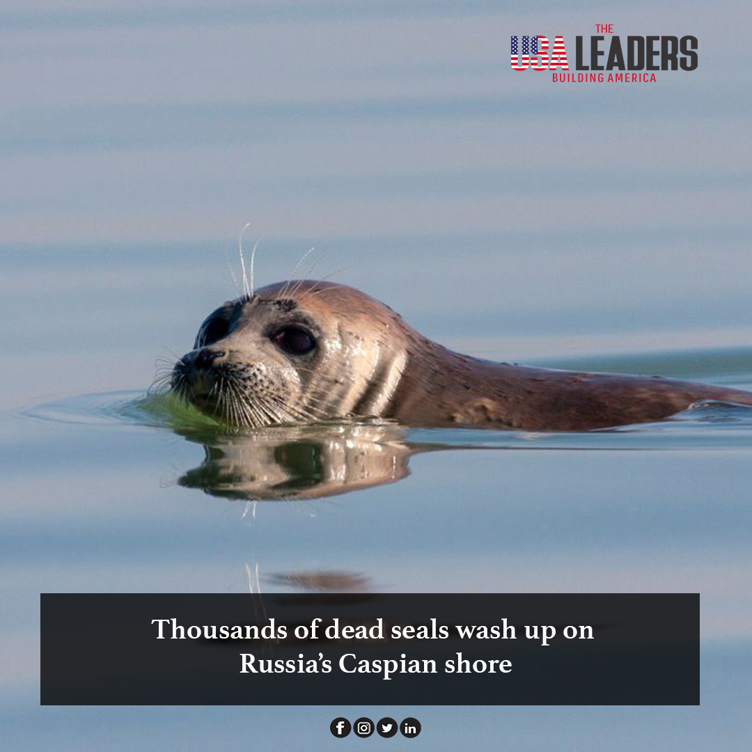 leaders_usa's tweet photo. Around 2,500 endangered seals have been found dead on Russia’s Caspian coast, state-run news agency RIA Novosti reported Sunday, citing authorities in the North Caucasus region.
#endangered #seals #seal #russia #nature #saveseals #saveanimals #motherearth #newsoftheday #newstoday https://t.co/zP7ZCCKx6S