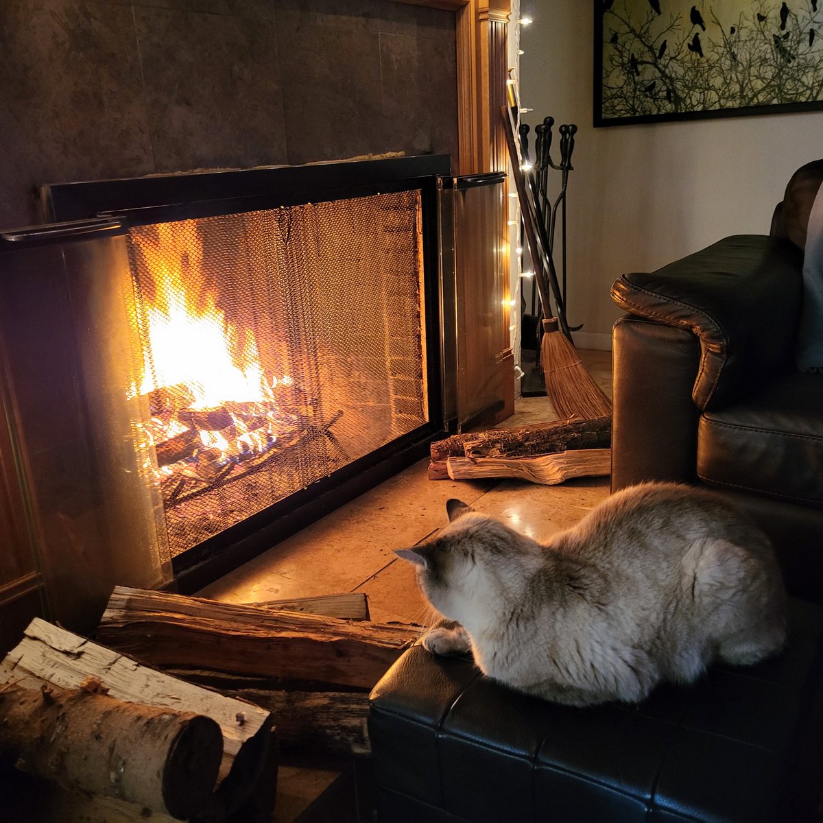 What cat doesn't love a fire?