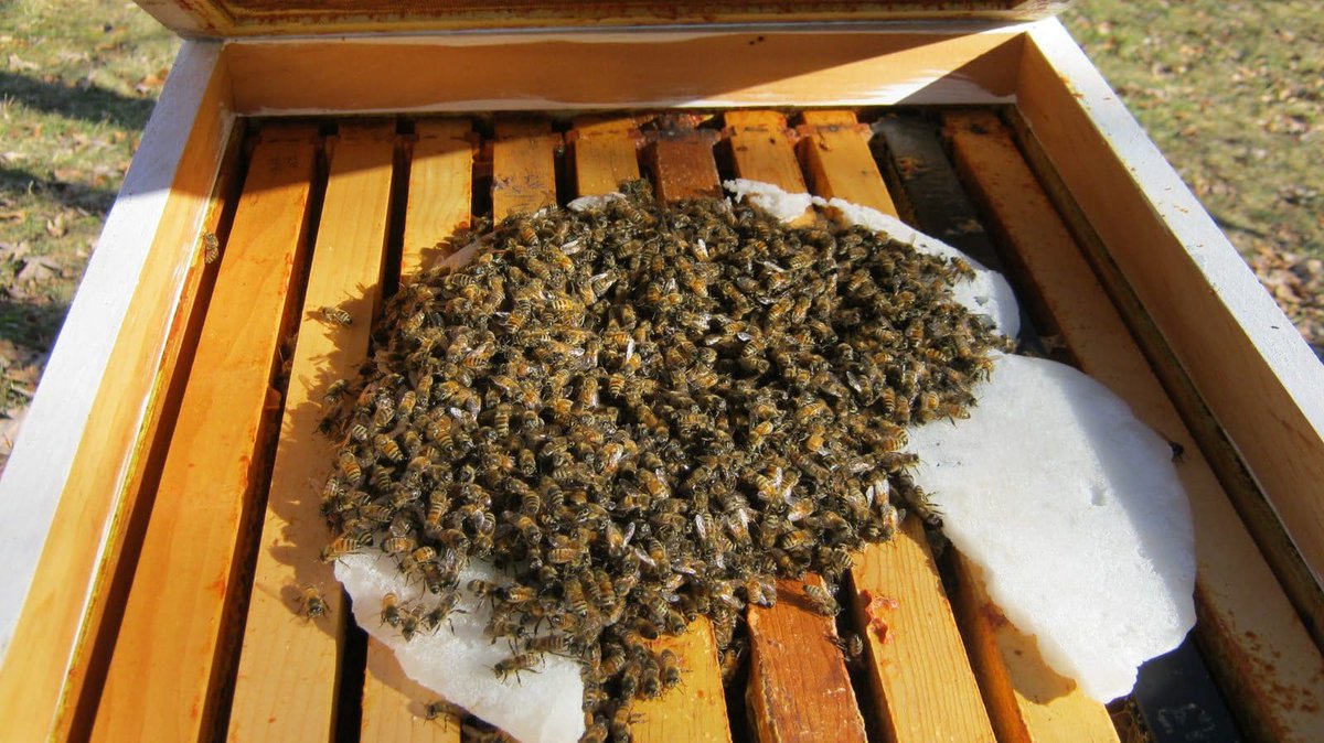 LaTiendaDelApicultor tweet media