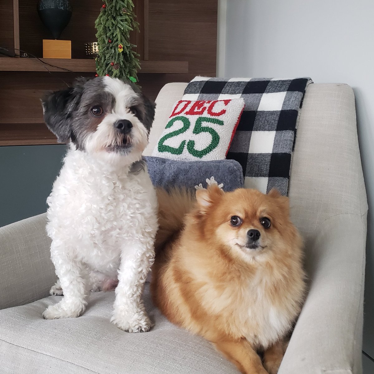 TMaroudas's tweet photo. @greta Hi Greta,  here is Milo and Lovey. https://t.co/erzU7eYa6x
