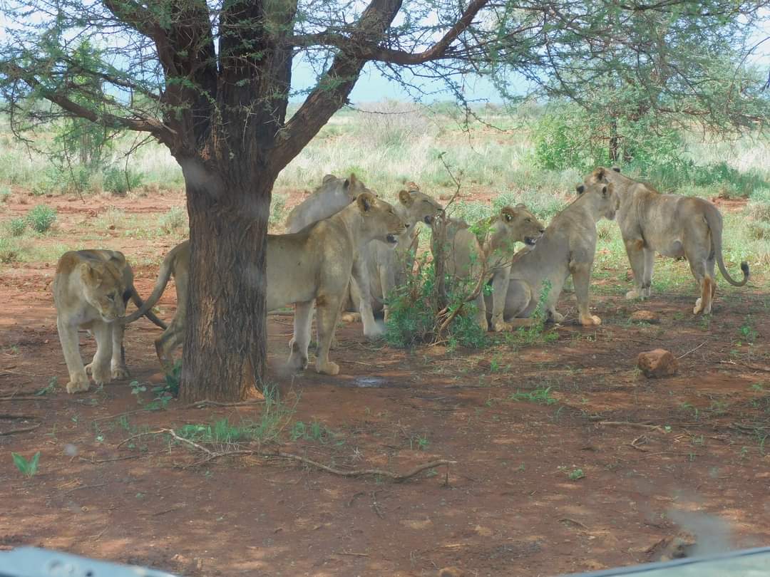mathengematimu's tweet photo. Meru National Park lions.
Strategic meeting of the Mulika Pride.
#NatureThrills
#ZuruMeruPark
#CompleteWilderness
Image by Peter Kariuki https://t.co/12J7xLNC74