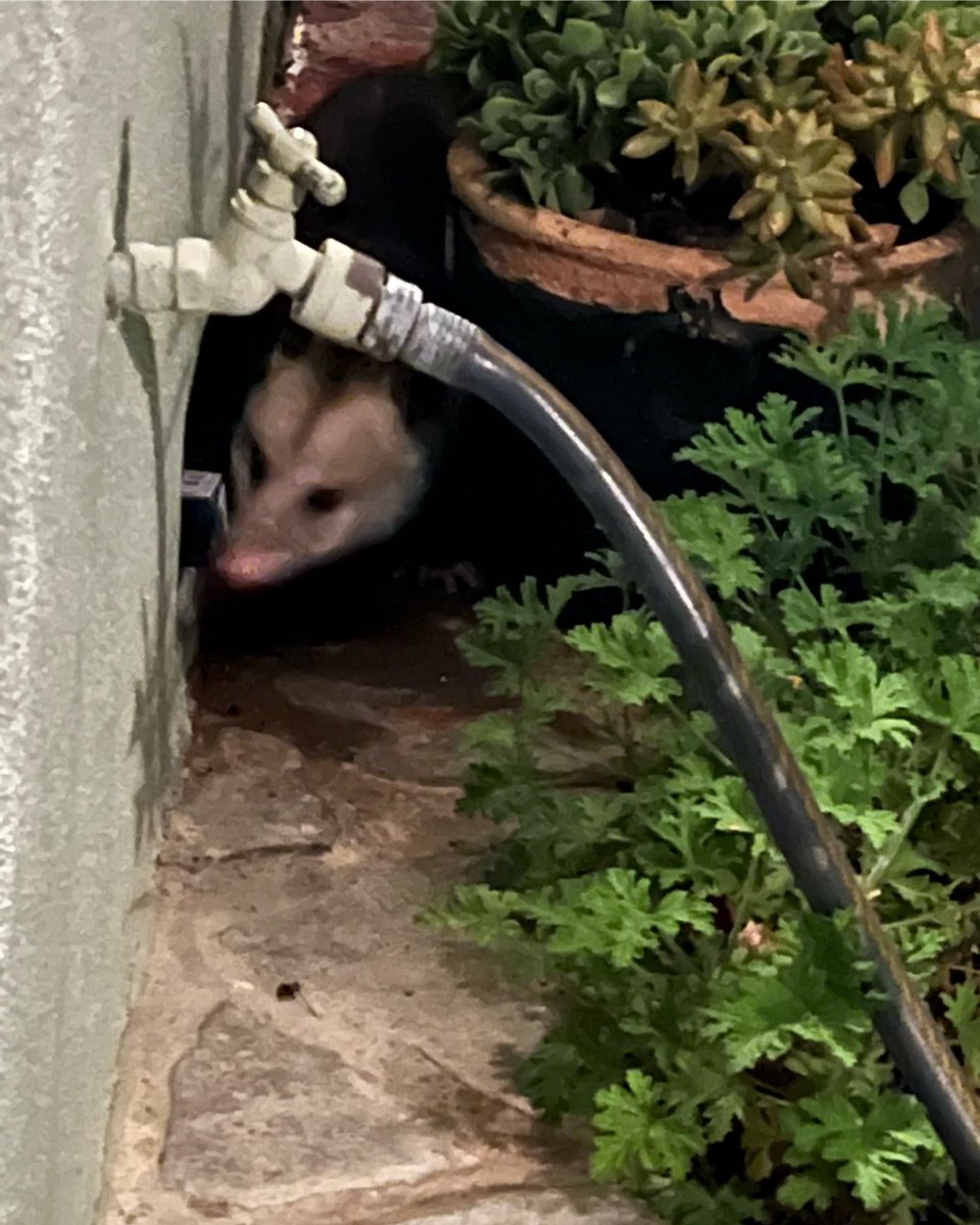 Our little friend Opie (the possum) visited tonight! #possum #opie #backyard #backyardanimals