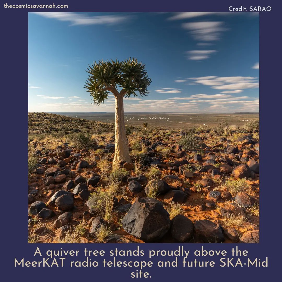 cosmicsavannah's tweet photo. More beautiful images by SARAO 📷🌌

#thecosmicsavannah #podcast #astronomy #africa #southafrica #australia #uk #africanskies #safari #savannah #milkyway #quivertree #images #sarao #radiotelescope #observatory #sagittariusa #meerkat #radio #site #physics #science #photography https://t.co/o2hLv8o34O