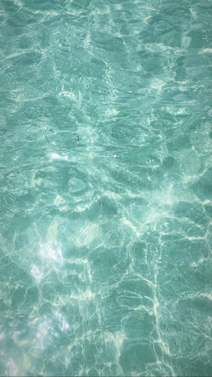 Salem_YQ's tweet photo. Good morning Dalma 🌊 https://t.co/SrixuoBp8f